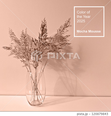 Minimalist pampas grass in clear glass vase, showcasing Color of Year 2025 - Mocha Mousse 120879843