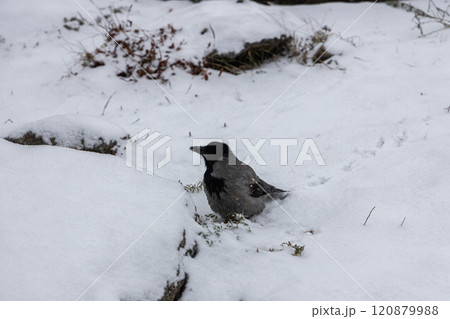 Bird hooded crow (Corvus cornix) sitting on winter snow background Bird hooded crow (Corvus cornix) sitting on winter snow background 120879988