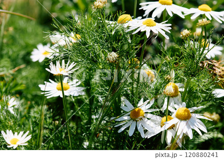 Chamomile is the common name for several daisy-like plants of the family Asteraceae Chamomile is the common name for several daisy-like plants of the family Asteraceae 120880241