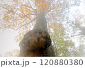 木の瘤 120880380