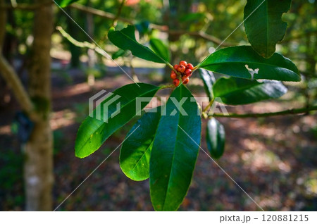 タラヨウ タラヨウ 120881215