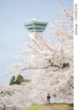 五稜郭タワーと桜 五稜郭タワーと桜 120881246