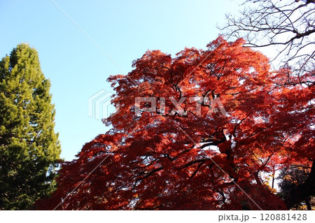 福蔵院境内にある大きな楓の紅葉（8） 120881428