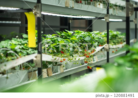 Commercial strawberry cultivation in small greenhouse using the hydroponics method - drip irrigation 120881491