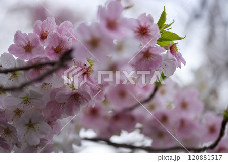 満開のピンクの桜の花 120881517