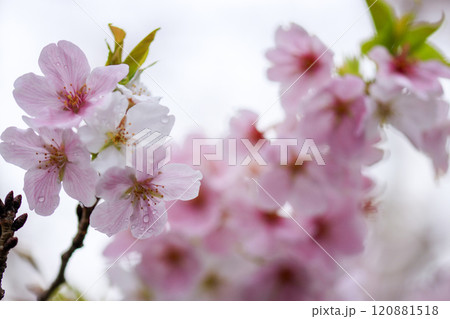 満開のピンクの桜の花 120881518