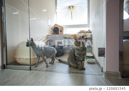 Sphynx and European shorthair cats gaze through glass doors in pet hotel, observing other animals 120881545