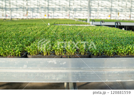 Coriander and lettuce in soil mixture pots in greenhouse. Plant adaptation, nursery grown seedlings 120881559