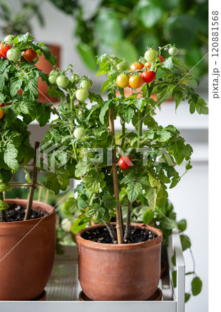 Fresh juicy potted cherry tomatoes at home. Eco friendly living, growing vegetable in room Fresh juicy potted cherry tomatoes at home. Eco friendly living, growing vegetable in room 120881568