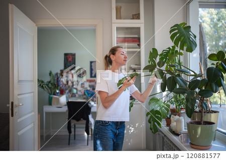Pleased middle aged woman plant lover takes care for houseplant monstera checking leaf in morning. Pleased middle aged woman plant lover takes care for houseplant monstera checking leaf in morning. 120881577