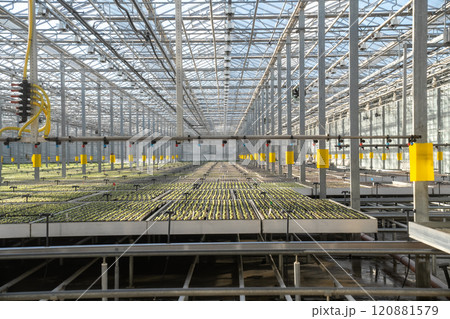 Growing seedlings in greenhouse with climate control in special containers, organic cultivating.  120881579
