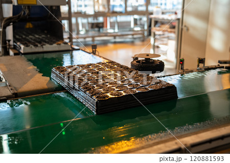 Peat mixture pallets leaving hydration chamber after warm mist. Soil prepare for optimal sprouting Peat mixture pallets leaving hydration chamber after warm mist. Soil prepare for optimal sprouting 120881593
