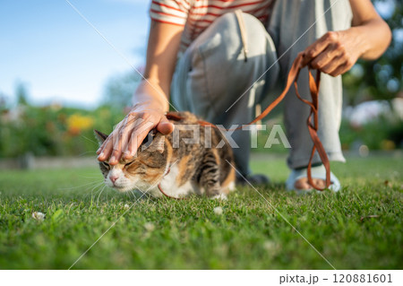 Frightened cat on leash worried, nervous, afraid of new unique experience, first time at nature. 120881601