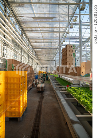 Harvesting Frillice lettuce by workers. Hall organized with crates and plant trays for greenhouse 120881655