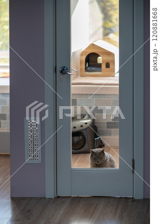 Cat feels sad and lonely in pet hotel room, waiting for owners, look out glass door. Pet boarding Cat feels sad and lonely in pet hotel room, waiting for owners, look out glass door. Pet boarding 120881668