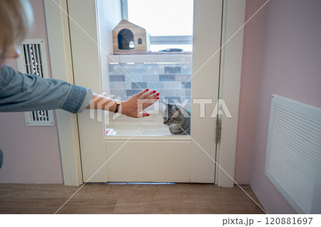 Woman hand on glass door of cat hotel room, gently saying goodbye to cat. Professional care of pets Woman hand on glass door of cat hotel room, gently saying goodbye to cat. Professional care of pets 120881697