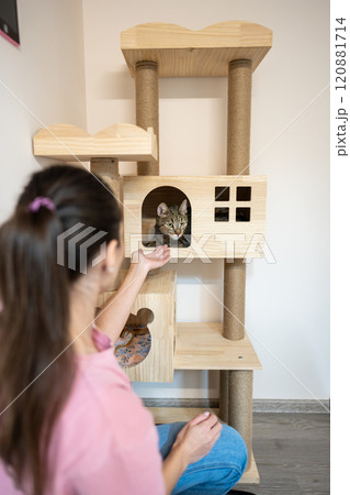 Senior cat hesitates to leave cozy cat house in animal hotel. Woman staff offer hand to meet pet 120881714