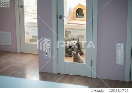 Lonely cat waits for owners in cat hotel room. Animal boarding, pet care, hospitality and shelter 120881795