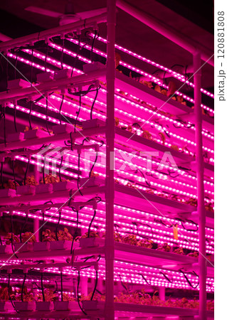 Green salad farm in hydroponics with led lightning, microgreens grow with artificial lighting lamps 120881808