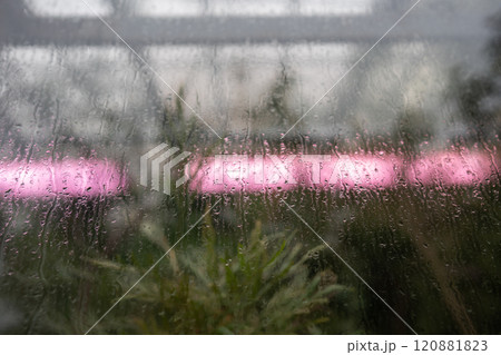 Raindrops roll down greenhouse glass, with streaks of condensation. Glow phytolamp in fall for plant Raindrops roll down greenhouse glass, with streaks of condensation. Glow phytolamp in fall for plant 120881823