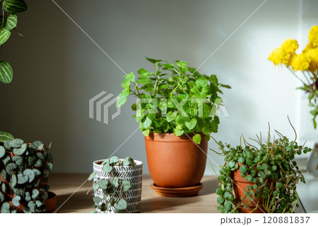 Melissa plant in terracotta pot on table. Growing aromatic fresh mint, lemon balm herbs at home 120881837