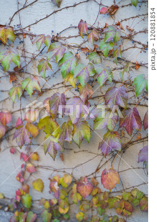 Wall decor of colorful leaves of vine outside house. Autumn foliage on gray building wall. Close up Wall decor of colorful leaves of vine outside house. Autumn foliage on gray building wall. Close up 120881854