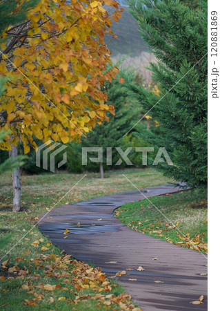 Picturesque autumn nature park with wooden curving path with puddles and with trimmed thuja bushes Picturesque autumn nature park with wooden curving path with puddles and with trimmed thuja bushes 120881869