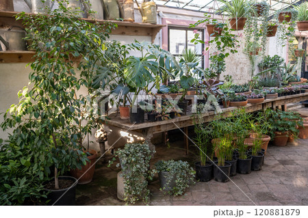 Cozy interior of flower shop selling decorative plants looking like greenhouse, hothouse, orangery Cozy interior of flower shop selling decorative plants looking like greenhouse, hothouse, orangery 120881879