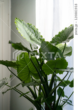 Alocasia houseplant closeup at home. Giant elephants ear plant with lush green leaves. Indoor garden Alocasia houseplant closeup at home. Giant elephants ear plant with lush green leaves. Indoor garden 120881918