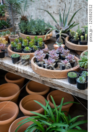 Cozy plant store with planter pots on wooden showcase. Home floral design studio. Small business. 120882012