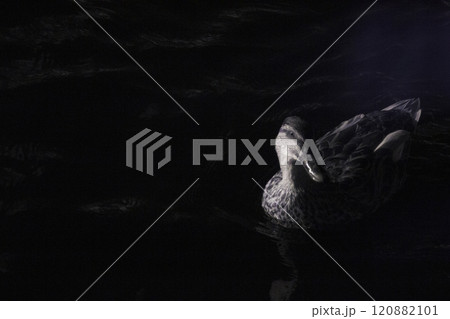Artistic infrared photo of a female mallard duck with negative space Artistic infrared photo of a female mallard duck with negative space 120882101