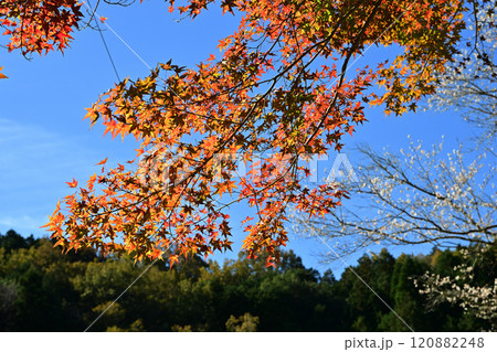 青空に映える紅葉 青空に映える紅葉 120882248