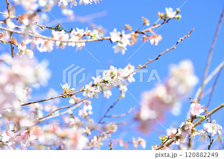 青空に映える四季桜 120882249