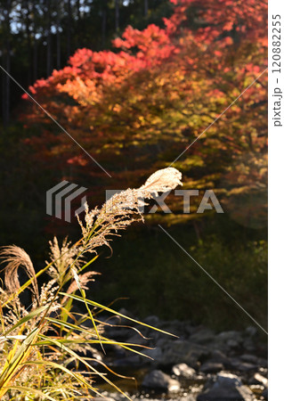秋の紅葉した葉とススキ 秋の紅葉した葉とススキ 120882255