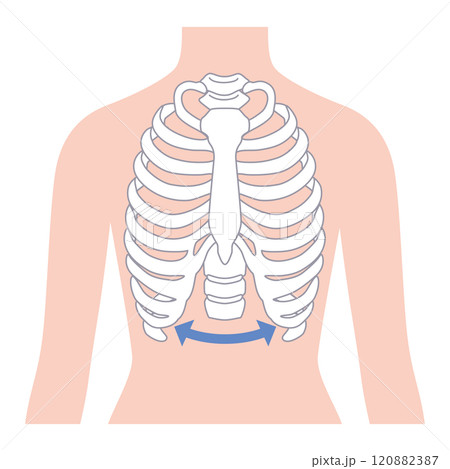 開いた肋骨　閉じた肋骨 120882387