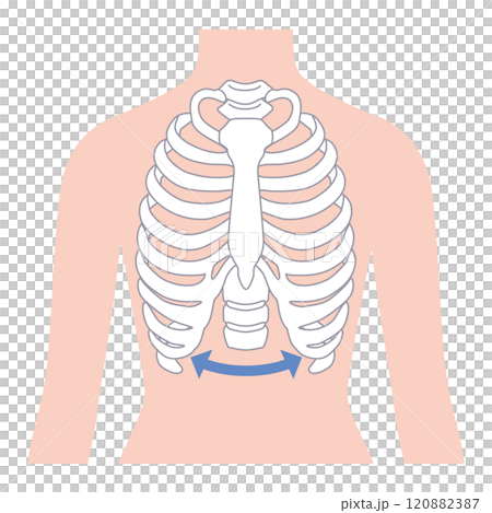 開いた肋骨　閉じた肋骨 120882387