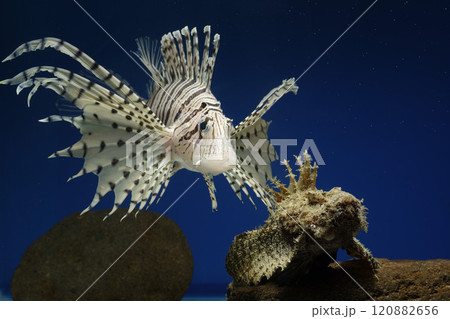 ミノカサゴ　オニオコゼ　カサゴ　Lionfish　泳ぐオコゼ　毒魚　虎魚　鬼虎魚　遊離軟条 120882656