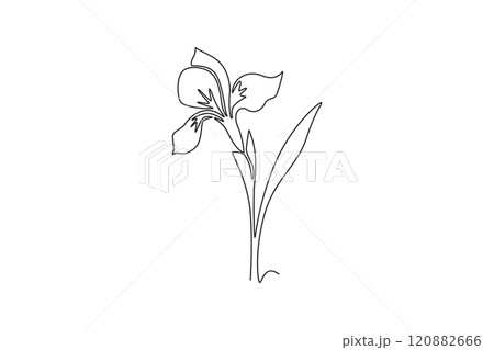 Continuous one line drawing beauty fresh perennial plants for wall decor home art poster print. Decorative iris flower concept for invitation card. Single line draw design vector graphic illustration Continuous one line drawing beauty fresh perennial plants for wall decor home art poster print. Decorative iris flower concept for invitation card. Single line draw design vector graphic illustration 120882666
