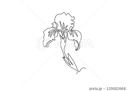 Continuous one line drawing beauty fresh perennial plants for garden logo. Printable decorative iris flower concept for home decor wall art poster. Single line draw design vector graphic illustration 120882668