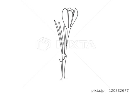 Single continuous line drawing beauty fresh croci for home wall art decor poster print. Printable decorative crocus flower concept for card ornament. One line draw graphic design vector illustration 120882677