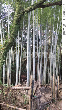 仁比山護国寺 地蔵院の竹林 仁比山護国寺 地蔵院の竹林 120883083