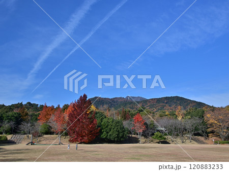 紅葉とフウの木 120883233