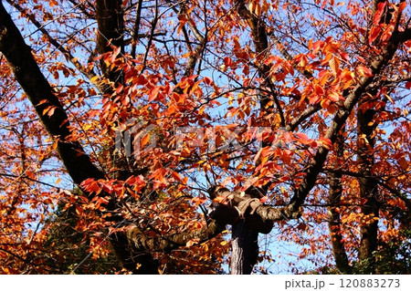 赤く色づいた福蔵院の桜の葉(3) 赤く色づいた福蔵院の桜の葉(3) 120883273