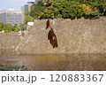 皇居の石垣 120883367