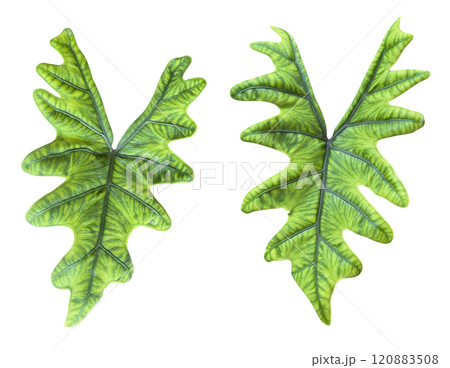 Alocasia jacklyn isolated on white background with clipping path 120883508
