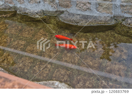 タオル美術館の庭園で泳いでいる金魚 120883769