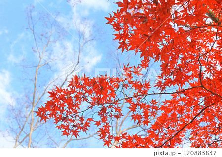 紅葉したモミジ 紅葉したモミジ 120883837