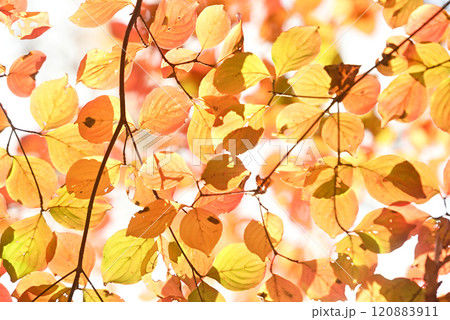 紅葉した葉 120883911