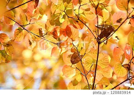 紅葉した葉 120883914