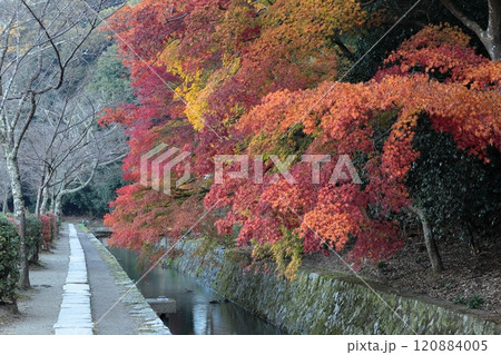 京都　哲学の道の紅葉 120884005